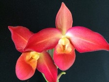 Phragmipedium Hanabi Meredith