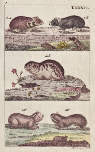 Marmotte gravure cuivre - marmotte,