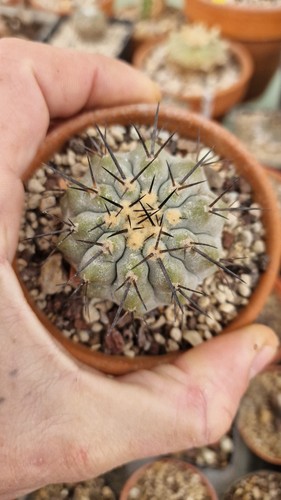 Copiapoa cinerea jamais - copiapoa,