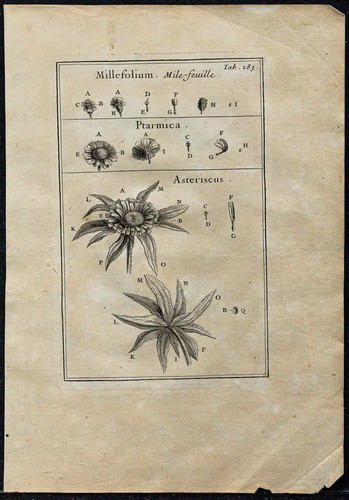 1719 mille feuille - 1719,