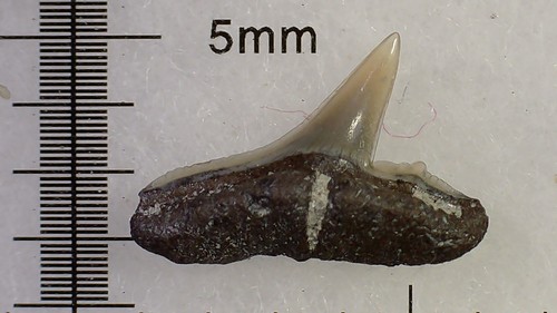 Shark tooth rhizoprionodon - tooth,