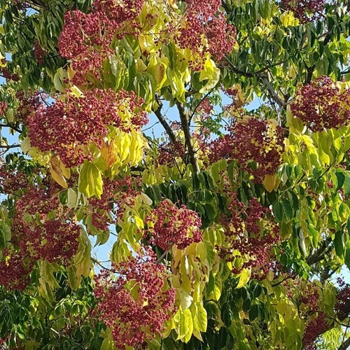 100 graines arbre - 100, miel