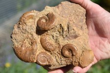 bloc d'ammonites Pleydelia du toarcien de la Verpillière.