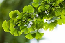 Ginkgo Tree - Ginkgo biloba -