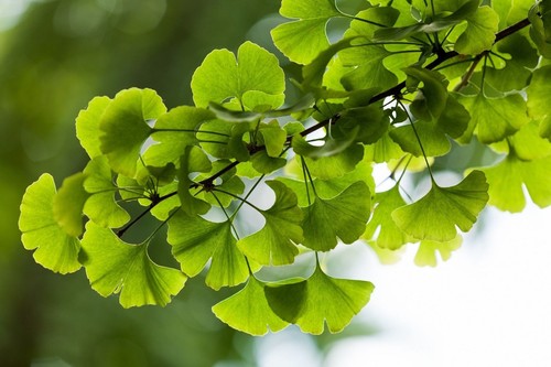 Ginkgo tree biloba - ginkgo,