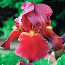 Iris Rhizome vivace Fleurs