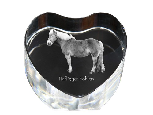 Haflinger fohlen cœur - fohlen,
