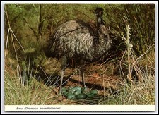 Carte postale ancienne