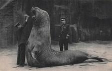 75 PARIS PARC ZOOLOGIQUE DU