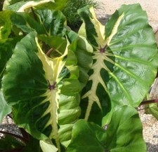 Colocasia white lava - colocasia,
