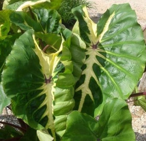 Colocasia white lava - colocasia,