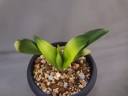 Chiese clivia miniata ouran - clivia,