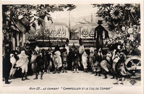 Cpa chantecler coq de - ak,