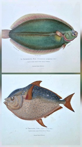 Gravures originales 1850 - 2,