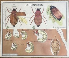 ? Ancienne affiche scolaire Rossignol, animaux, 1950 - 15, 16 Insecte, araignée