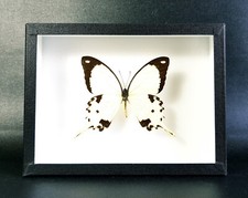 Véritable Papillon : Papilio dardanus - (insecte entomologie taxidermie tableau)