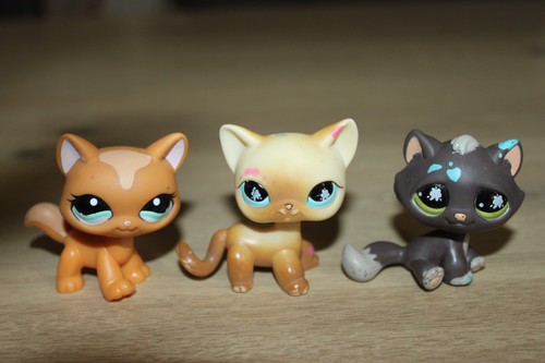 Petshops chat 816 815 - chat, 816-815-1100