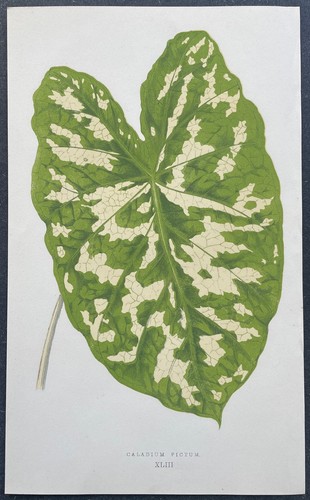 Botanique caladium pictum - botanique,