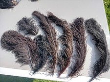 Lot De 7 Anciennes Plumes