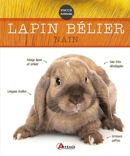 Lapin belier nain comme neuf - |,