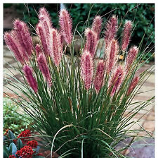 Fountain Grass Red Head 1L -