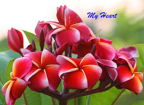 Graines plumeria fleurs mon - graines, plumeria/fleurs/mon