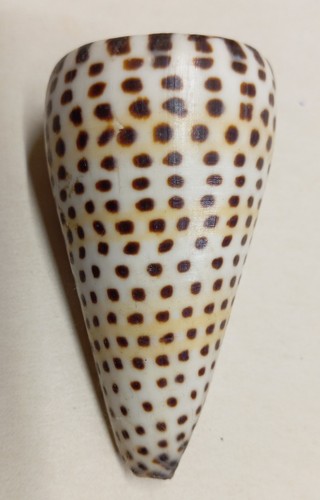Conus litteratus