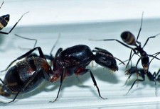 Fourmis Camponotus cruentatus avec premières ouvrières (5minimum)