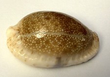 coquillage  Cypraea Erosa