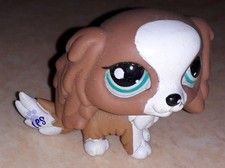 Petshop chien cavalier king