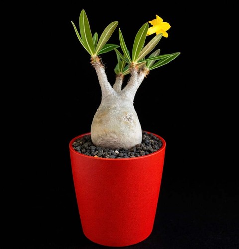Pachypodium rosulatum seeds - rosulatum, 10