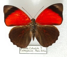 Agrias claudina sardanapalus