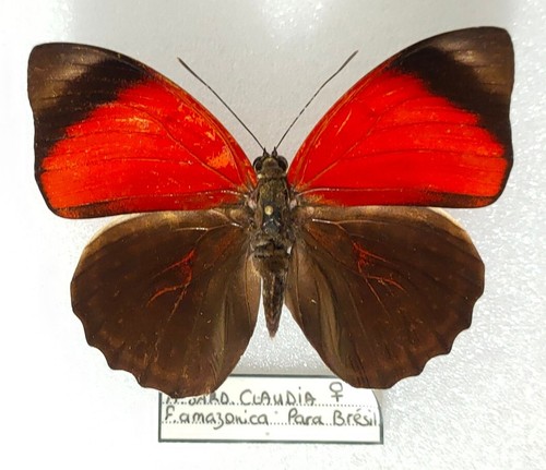 Agrias claudina sardanapalus