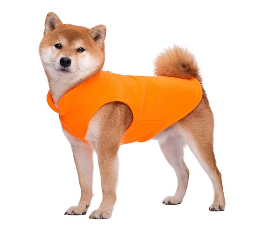 Pull pour chien gilet - pull, chien,
