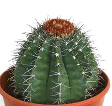 Melocactus lensselinkianus