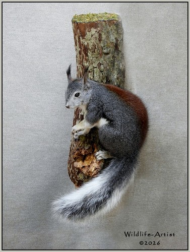 Aberts squirrel taxidermy - squirrel,