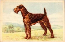 CPA AK Schnauzer DOGS (727337)