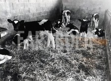 Photo de presse vintage Agriculture Élevage Vaches Box Veaux Années 90 tirage