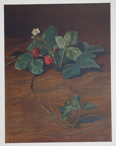 Fraisier bellery desfontaines - fraisier,