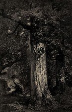 Affut Forêt Chasseur Chasse