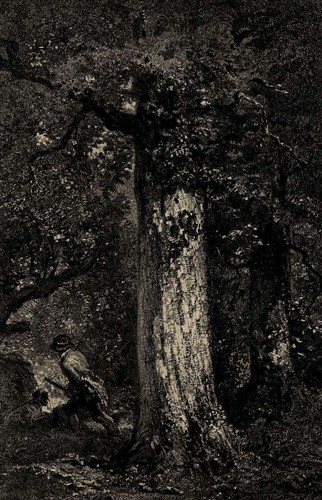 Affut forêt chasseur chasse - forêt,