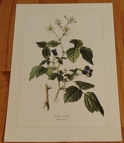 Botanique ronce planche en - -,