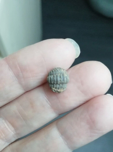 Trilobite phacops 1 - phacops, /