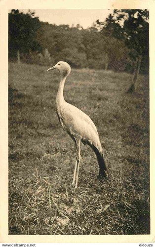 Carte postale animaux - -,