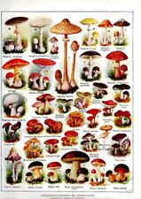 Planche botanique 1922 in "Les