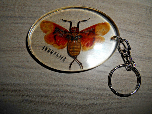 Porte clef insecte - insecte, resine