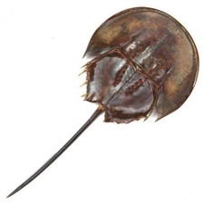 Carapace de limule sans patte