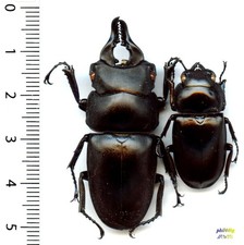 Lucanidae - Couple (pair)