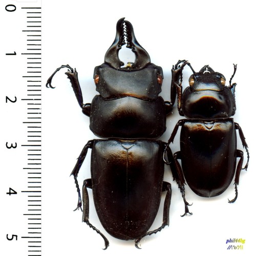 Lucanidae couple - -, (pair)