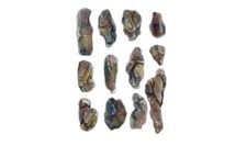 Creek Lit Rock Moule Woodland